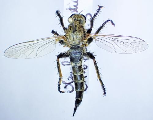 Réf. 324 187 : Machimus rusticus